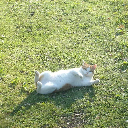 Bed & Breakfast Selva Grande Capena